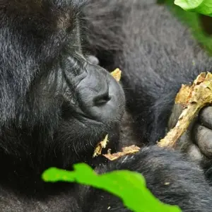 Explore 3 Days Rwanda Gorilla Trekking Safari. for 3 days with Primate World Safaris (U) Ltd and discover unforgettable experiences - Photo 3