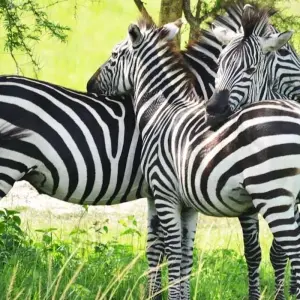 Explore 14 days Ultimate Uganda Luxury Safari for 14 days with Primate World Safaris (U) Ltd and discover unforgettable experiences - Photo 4