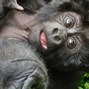 Explore 3 Days Rwanda Gorilla Trekking Safari. for 3 days with Primate World Safaris (U) Ltd and discover unforgettable experiences - Photo 5