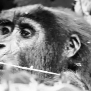 Explore 3 days Gorilla Tracking Safari in Uganda for 3 days with Primate World Safaris (U) Ltd and discover unforgettable experiences - Photo 6