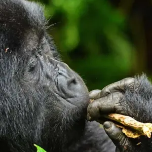 Explore 3 Days Rwanda Gorilla Trekking Safari. for 3 days with Primate World Safaris (U) Ltd and discover unforgettable experiences - Photo 6