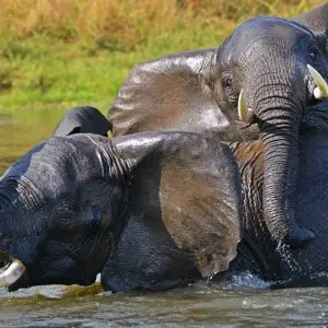 Explore 14 days Ultimate Uganda Luxury Safari for 14 days with Primate World Safaris (U) Ltd and discover unforgettable experiences - Photo 6