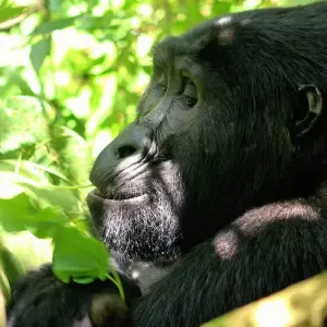 Explore 3 days Gorilla Tracking Safari in Uganda for 3 days with Primate World Safaris (U) Ltd and discover unforgettable experiences - Photo 7