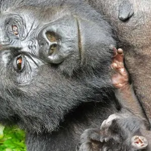 Explore 3 Days Rwanda Gorilla Trekking Safari. for 3 days with Primate World Safaris (U) Ltd and discover unforgettable experiences - Photo 7