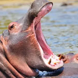 Explore 14 days Ultimate Uganda Luxury Safari for 14 days with Primate World Safaris (U) Ltd and discover unforgettable experiences - Photo 7