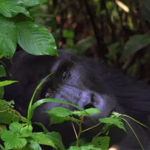 Explore 3 days Gorilla Tracking Safari in Uganda for 3 days with Primate World Safaris (U) Ltd and discover unforgettable experiences - Photo 9