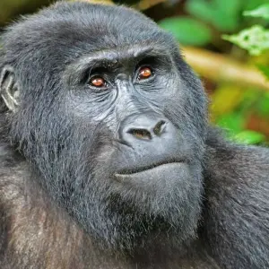 Explore 3 Days Rwanda Gorilla Trekking Safari. for 3 days with Primate World Safaris (U) Ltd and discover unforgettable experiences - Photo 9