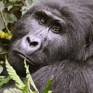Explore 3 Days Rwanda Gorilla Trekking Safari. for 3 days with Primate World Safaris (U) Ltd and discover unforgettable experiences - Photo 10