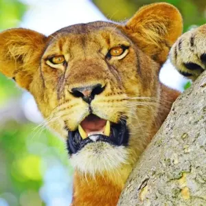 Explore 14 days Ultimate Uganda Luxury Safari for 14 days with Primate World Safaris (U) Ltd and discover unforgettable experiences - Photo 10