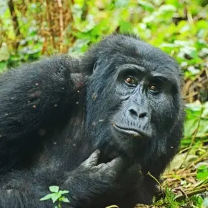 Explore 3 Days Rwanda Gorilla Trekking Safari. for 3 days with Primate World Safaris (U) Ltd and discover unforgettable experiences - Photo 11
