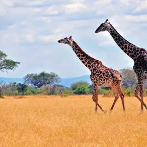 Explore Highlights of Tanzania for 9 days with Prime Safaris and discover unforgettable experiences - Photo 3