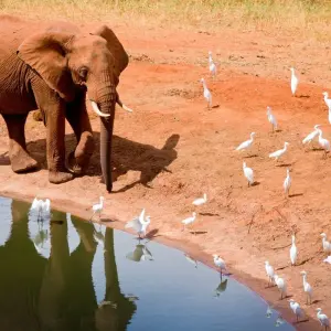 Explore Scenic Kenya Safari, Private Tour for 9 days with Prime Safaris and discover unforgettable experiences - Photo 2