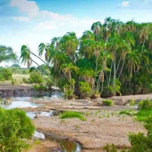 Explore Simba Safari, Wellworth Lodges for 8 days with Prime Safaris and discover unforgettable experiences - Photo 2