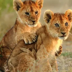 Explore Highlights of Tanzania for 9 days with Prime Safaris and discover unforgettable experiences - Photo 4