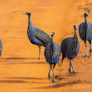 Explore Scenic Kenya Safari for 9 days with Prime Safaris and discover unforgettable experiences - Photo 3