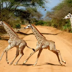 Explore Scenic Kenya Safari for 9 days with Prime Safaris and discover unforgettable experiences - Photo 4