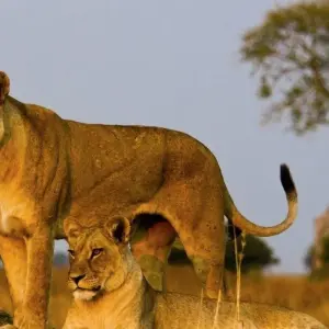 Explore Simba Safari, Wellworth Lodges for 8 days with Prime Safaris and discover unforgettable experiences - Photo 4
