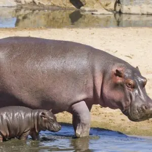 Explore Simba Safari, Wellworth Lodges - Private Tour for 8 days with Prime Safaris and discover unforgettable experiences - Photo 4