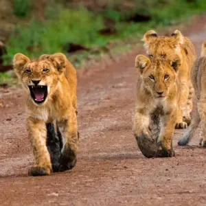 Explore Scenic Kenya Safari for 9 days with Prime Safaris and discover unforgettable experiences - Photo 5