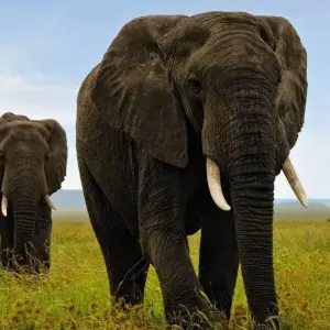 Explore Highlights of Tanzania for 9 days with Prime Safaris and discover unforgettable experiences - Photo 7