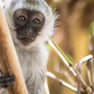 Explore Scenic Kenya Safari for 9 days with Prime Safaris and discover unforgettable experiences - Photo 6