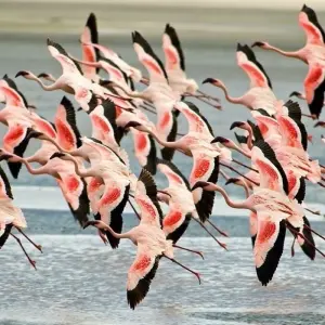 Explore Simba Safari, Wellworth Lodges for 8 days with Prime Safaris and discover unforgettable experiences - Photo 6