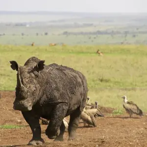 Explore East African Explorer, Keekorok and Serena Lodges - Private Tour (Multi country) for 13 days with Prime Safaris and discover unforgettable experiences - Photo 5