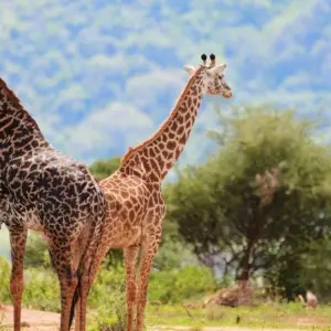 Explore Simba Safari, Wellworth Lodges - Private Tour for 8 days with Prime Safaris and discover unforgettable experiences - Photo 6