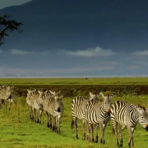 Explore Simba Safari, Wellworth Lodges - Private Tour for 8 days with Prime Safaris and discover unforgettable experiences - Photo 7