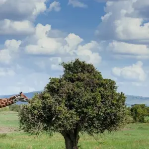 Explore East African Explorer, Keekorok and Serena Lodges - Private Tour (Multi country) for 13 days with Prime Safaris and discover unforgettable experiences - Photo 7