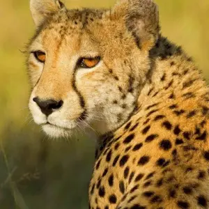 Explore Scenic Kenya Safari for 9 days with Prime Safaris and discover unforgettable experiences - Photo 9