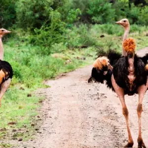 Explore Kilimanjaro to Mombasa, Private Tour for 5 days with Prime Safaris and discover unforgettable experiences - Photo 3