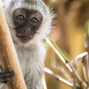 Explore Mombasa Rendezvous, Private Tour (On Request) for 4 days with Prime Safaris and discover unforgettable experiences - Photo 4