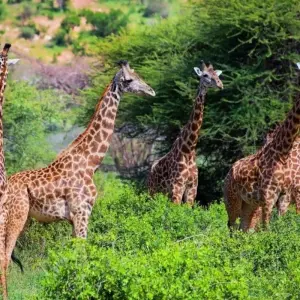 Explore Kilimanjaro to Mombasa, Private Tour for 5 days with Prime Safaris and discover unforgettable experiences - Photo 4
