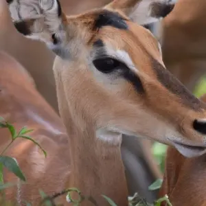 Explore Safari to the Shimba Hills, Ngutuni & Salt Lick, Short Break (On Request) for 3 days with Prime Safaris and discover unforgettable experiences - Photo 4