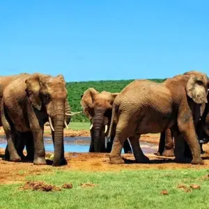 Explore Safari to the Shimba Hills, Ngutuni & Salt Lick, Short Break (On Request) for 3 days with Prime Safaris and discover unforgettable experiences - Photo 5