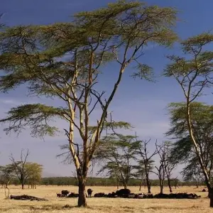 Explore Kilimanjaro to Mombasa for 5 days with Prime Safaris and discover unforgettable experiences - Photo 4