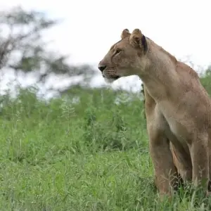 Explore Simba Safari, Serena Lodges for 8 days with Prime Safaris and discover unforgettable experiences - Photo 5