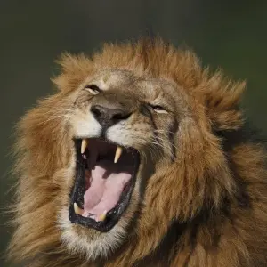 Explore Safari to the Shimba Hills, Ngutuni & Salt Lick, Short Break (On Request) for 3 days with Prime Safaris and discover unforgettable experiences - Photo 7