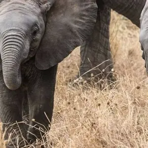 Explore Simba Safari, Serena Lodges for 8 days with Prime Safaris and discover unforgettable experiences - Photo 6