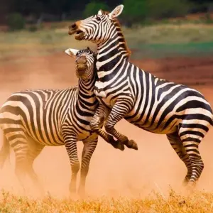 Explore Kilimanjaro to Mombasa, Private Tour for 5 days with Prime Safaris and discover unforgettable experiences - Photo 8