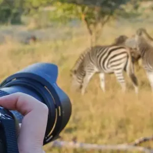 Explore Safari to the Shimba Hills, Ngutuni & Salt Lick, Short Break (On Request) for 3 days with Prime Safaris and discover unforgettable experiences - Photo 8