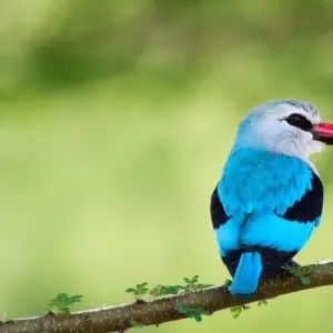 Explore Simba Safari, Serena Lodges - Private Tour for 8 days with Prime Safaris and discover unforgettable experiences - Photo 9