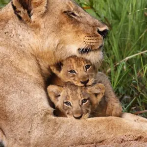 Explore Simba Safari, Serena Lodges for 8 days with Prime Safaris and discover unforgettable experiences - Photo 7