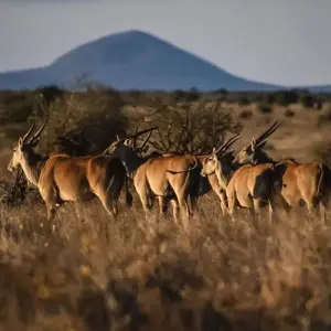 Explore Safari to the Shimba Hills, Ngutuni & Salt Lick, Short Break (On Request) for 3 days with Prime Safaris and discover unforgettable experiences - Photo 9