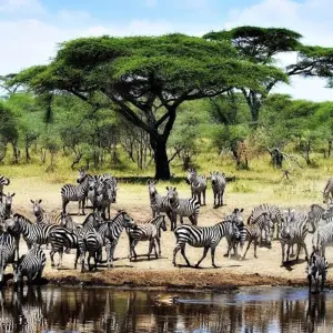 Explore Simba Safari, Serena Lodges for 8 days with Prime Safaris and discover unforgettable experiences - Photo 9