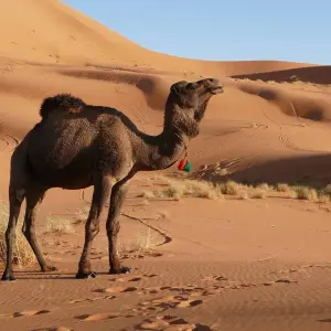 Explore Sahara Desert Tour From Casablanca 10 Days for 10 days with Private Desert Tours and discover unforgettable experiences - Photo 5