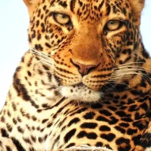 Explore Premium Luxury Tanzania Safari Experience: Explore Africa in 4 Days for 4 days with Professional Safari Africa and discover unforgettable experiences - Photo 3