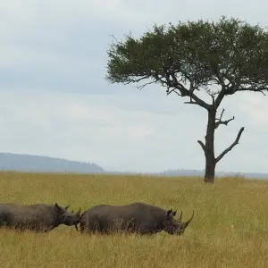 Explore Premium Luxury Tanzania Safari Experience: Explore Africa in 4 Days for 4 days with Professional Safari Africa and discover unforgettable experiences - Photo 4