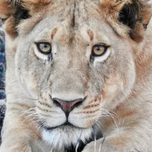 Explore Premium Luxury Tanzania Safari Experience: Explore Africa in 4 Days for 4 days with Professional Safari Africa and discover unforgettable experiences - Photo 5